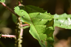 Urera nitida