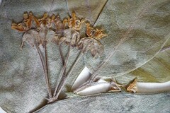 Asclepias ovalifolia