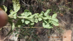 Jamesbrittenia grandiflora