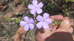 Jamesbrittenia grandiflora