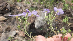 Jamesbrittenia grandiflora