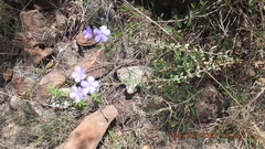Jamesbrittenia grandiflora