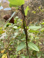 Lonicera