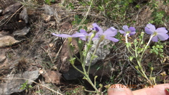 Jamesbrittenia grandiflora