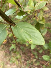 Lonicera