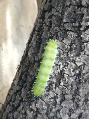 Saturnia pyri