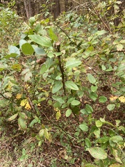 Lonicera