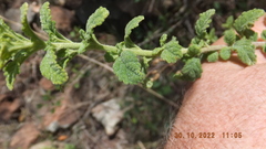 Jamesbrittenia grandiflora
