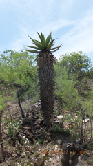 Aloe marlothii