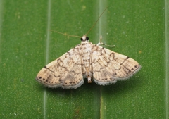Haritalodes derogata