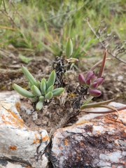 Curio crassulifolius