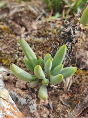 Curio crassulifolius
