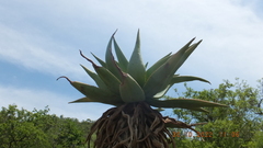 Aloe marlothii