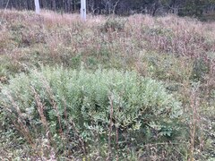 Salix humilis tristis