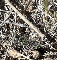 Phlibostroma quadrimaculatum