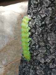 Saturnia pyri