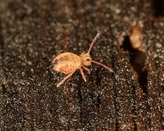 Dicyrtomina