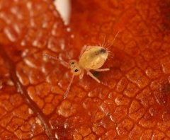 Dicyrtomina
