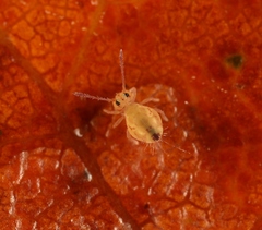 Dicyrtomina