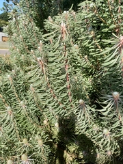 Leucadendron galpinii