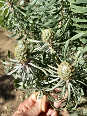 Leucadendron galpinii