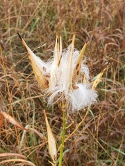 Asclepias verticillata