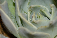 Callophrys xami xami