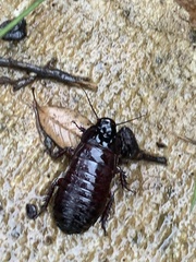 Panesthia triangulifera