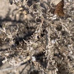 Eriocephalus