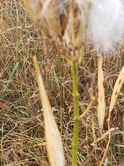 Asclepias verticillata