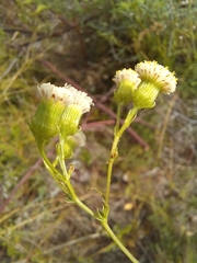 Senecio paniculatus