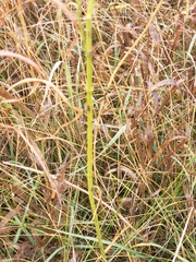 Asclepias verticillata