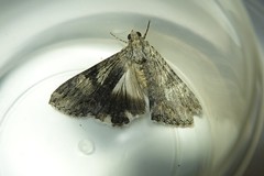 Melipotis jucunda