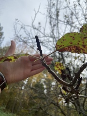 Wilsonomyces carpophilus