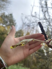 Wilsonomyces carpophilus