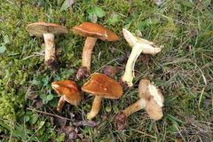 Cortinarius odorifer