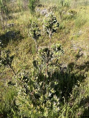 Leucadendron floridum