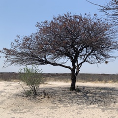Vachellia luederitzii