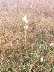 Asclepias verticillata