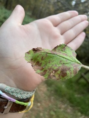 Wilsonomyces carpophilus