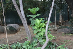 Ficus lyrata