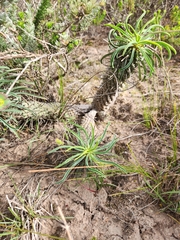 Euphorbia clava
