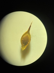 Carex petasata
