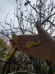 Wilsonomyces carpophilus