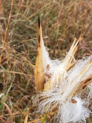 Asclepias verticillata