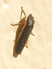 Homalodisca insolita