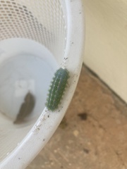 Zygaenoidea