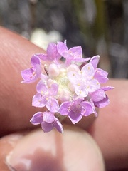 Lachnaea globulifera