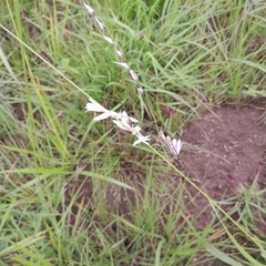 Dierama argyreum
