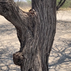 Vachellia luederitzii